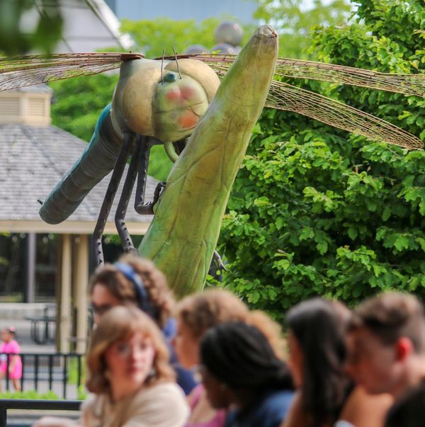 Dragons & Fantastic Beasts