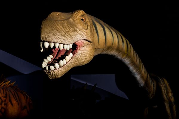 Dinosaur Exhibitions - Custom